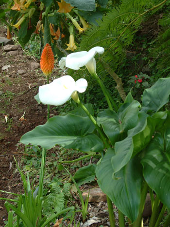 exotic flowers of Madeira