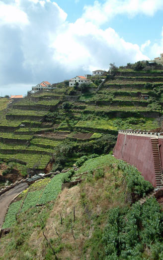 terraces in Madeira