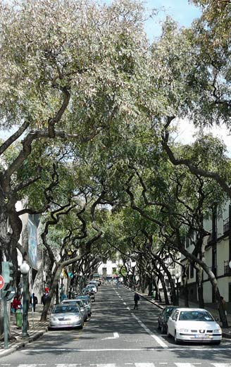 central Funchal