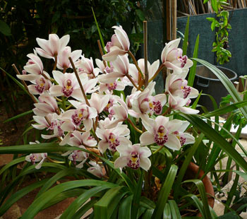 orchids of Madeira